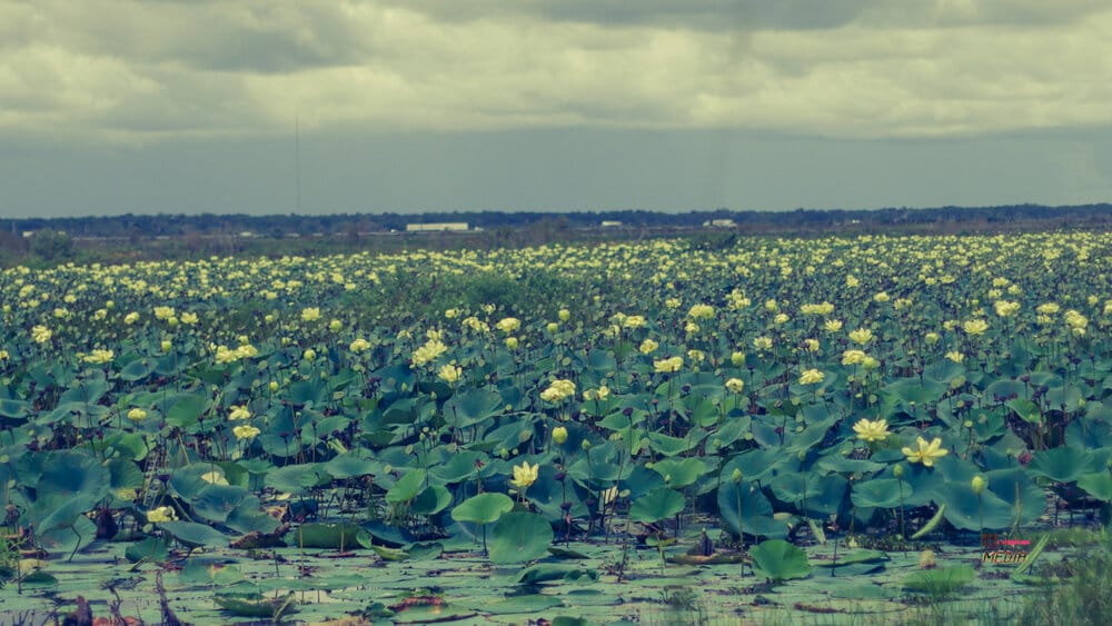 Paynes Prairie