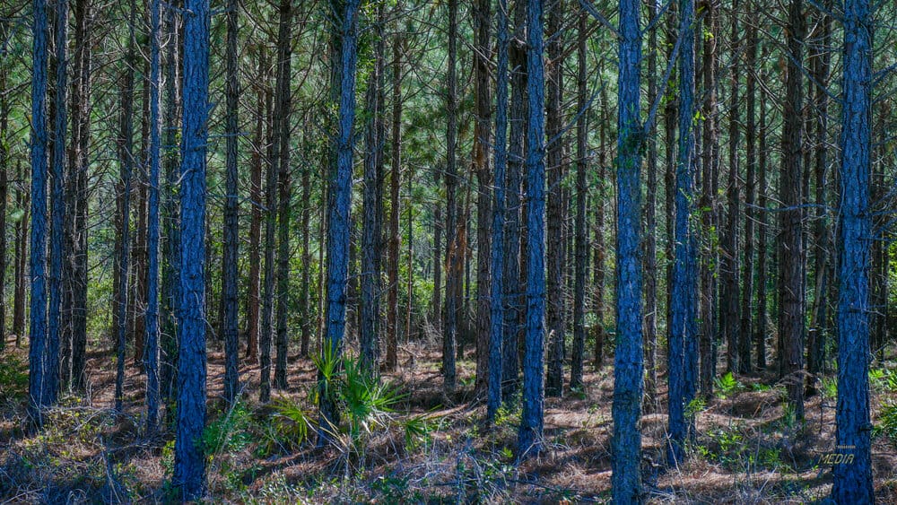 Into the Woods